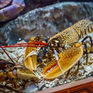 Fotografie Dancing Lobster - 3